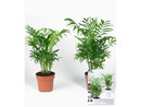 Bild 3 von Zimmerpalmen Duo,2 Pflanzen