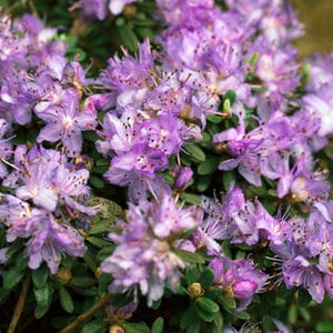 Mein schöner Garten Kleinblättriger Rhododendron 'Ronny®'
