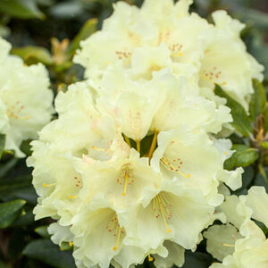 Mein schöner Garten Rhododendron 'Goldkrone'