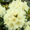 Bild 1 von Mein schöner Garten Rhododendron 'Goldkrone'