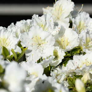 Mein schöner Garten Japanische Azalee 'Maischnee®'
