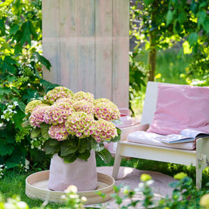 Mein schöner Garten Gartenhortensie 'Magical Four Seasons Jewel®', Rosa