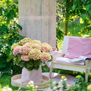 Bild 1 von Mein schöner Garten Gartenhortensie 'Magical Four Seasons Jewel®', Rosa