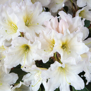 Mein schöner Garten Rhododendron Inkarho® 'Dufthecke', Weiß