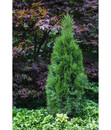 Bild 2 von Lebensbaum 'Smaragd'