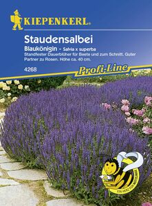Kiepenkerl Staudensalbei Blaukönigin
, 
Salvia x superba, Inhalt: ca. 30 Pflanzen