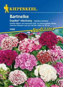 Kiepenkerl Bartnelke Duplika®
, 
Dianthus barbatus, Inhalt: ca. 50 Pflanzen