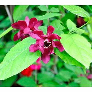 KEYZERS® Orchid-Strauch leicht duftend Rarität 1 Pflanze