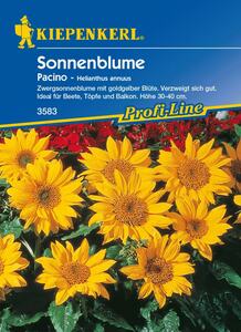 Kiepenkerl Sonnenblume Pacino
, 
Helianthus annuus, Inhalt: ca. 40 Pflanzen