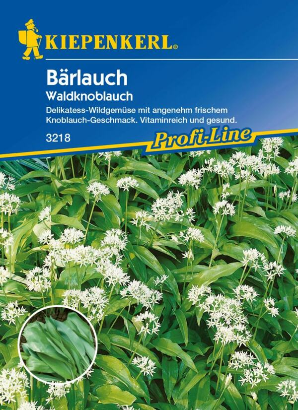 Bild 1 von Kiepenkerl Bärlauch Waldknoblauch
, 
Allium ursinum, Inhalt: ca. 35 Pflanzen