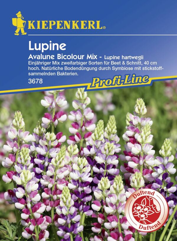 Bild 1 von Kiepenkerl Profi-Line Lupine Avalune Bicolour Mix
, 
Lupinus hartwegii, Inhalt: ca. 35 Pflanzen