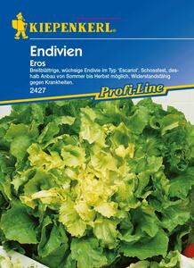 Kiepenkerl Endivien Eros
, 
Chicorium endivia, Inhalt: ca. 150 Pflanzen