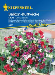 Kiepenkerl Balkon-Duftwicke Laura
, 
Lathyrus odoratus, Inhalt: ca. 20 Pflanzen