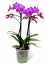 Bild 1 von Orchidee »Multiflora«