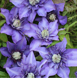Mein schöner Garten Clematis 'Multi Blue'