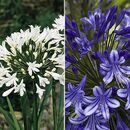 Bild 1 von KEYZERS® Riesenagapanthus XXL-Blüten Rarität 2 Pflanzen