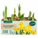 Bild 1 von GARDENLINE®  Frühlingszwiebeln oder Primeln, 6er-Tray