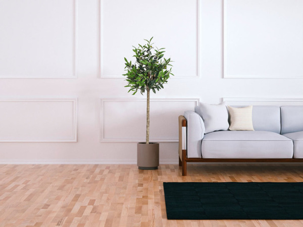 Bild 2 von LIVARNO home Kunstpflanze, Olivenbaum / Monstera