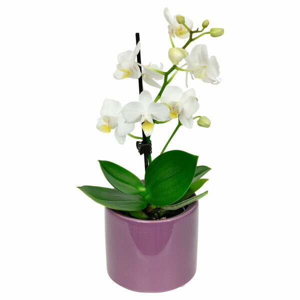 Bild 1 von GARDENLINE®  Mini-Orchidee