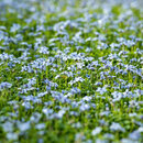 Bild 1 von Mein schöner Garten Bodendecker-Set Blaue Bienenweide, 3 Pflanzen