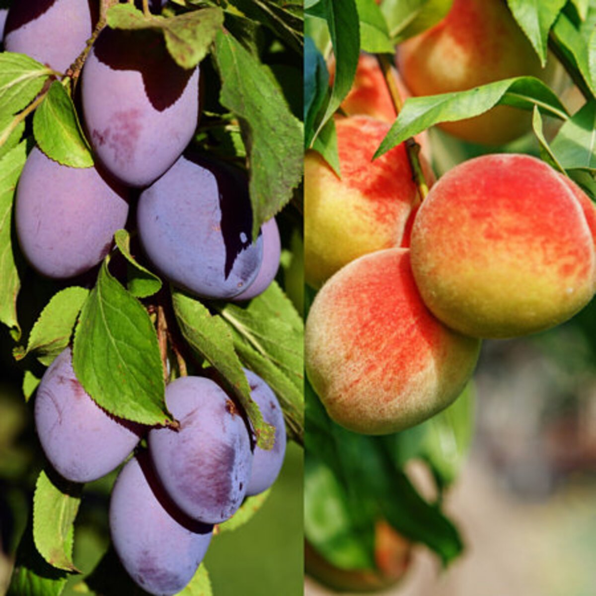 Mein schöner Garten Bio-Säulenobst Pfirsich &amp; Pflaume, 2er-Set von Mein ...