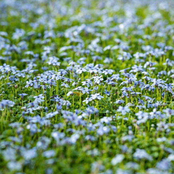 Bild 1 von Mein schöner Garten Bodendecker-Set Blaue Bienenweide, 15 Pflanzen