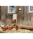 Bild 3 von KERBL Hühnerstallzubehör Automatische Hühnertür Komplett-Set