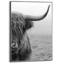 Bild 1 von Reinders! Kunstdruck Slim Frame 50x70 cm Black Schottisches Hochlandrind 50 x 70 cm