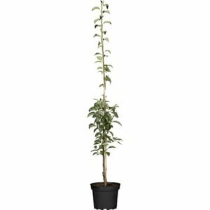 GROW by OBI Bio Säulenbirne Gelb/Rot ca. 40-60 cm Topf ca. 7,5 l Pyrus communis