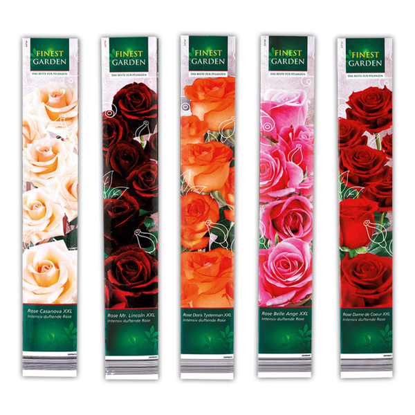 Bild 1 von Finest Garden Premium Duftrosen XXL