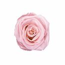 Bild 3 von Kunstblume »Eckige Rosenbox in weiß mit 1er Infinity Rose I 3 Jahre haltbar I Echte, duftende konservierte Blumen I by Raul Richter« Infinity Rose, Holy Flowers, Höhe 9 cm