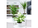 Bild 2 von Zimmerpflanzen-Mix Classic,3 Pflanzen