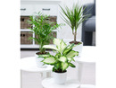 Bild 1 von Zimmerpflanzen-Mix Classic,3 Pflanzen