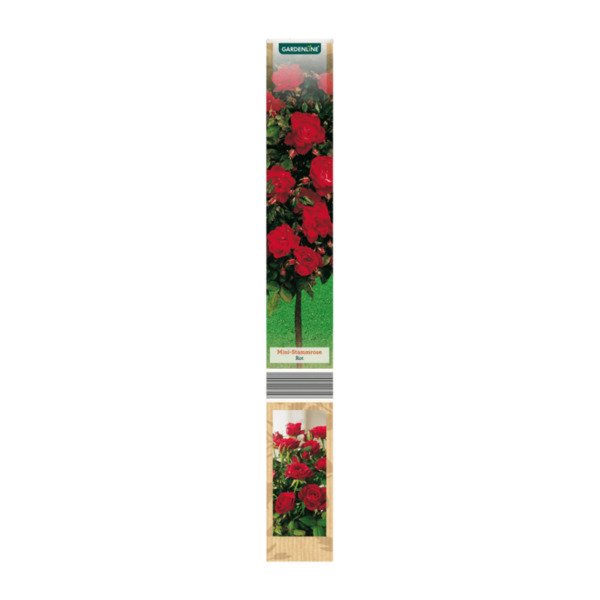 GARDENLINE MiniStammrose / Duftrose von ALDI Nord ansehen!