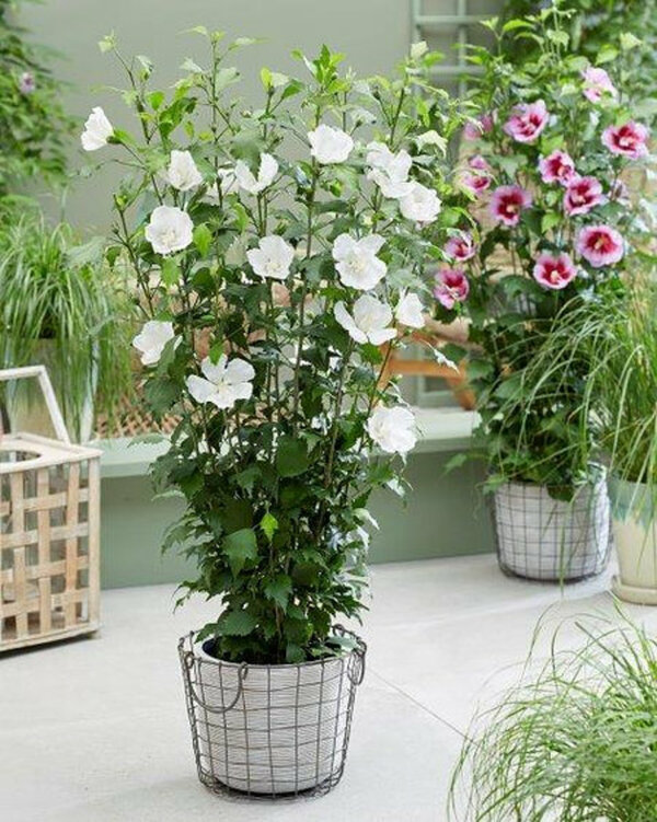 Bild 1 von Säulen-Hibiskus 'Flower Tower®', Weiß
