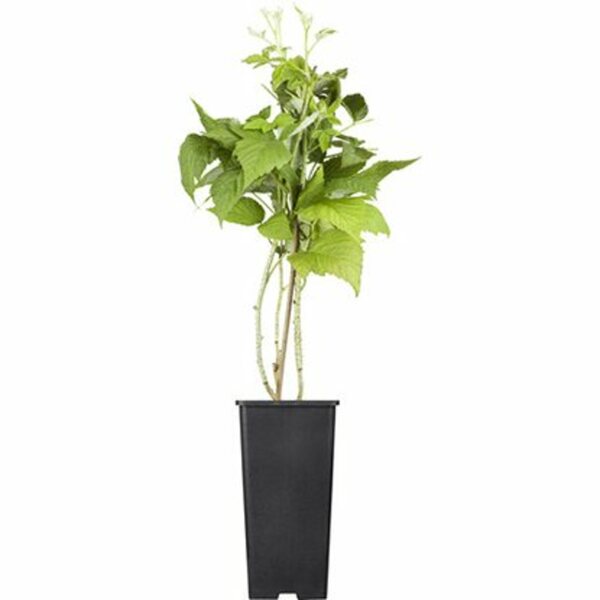 Bild 1 von GROW by OBI Bio Himbeere "TwoTimer® -Sugana®" Rot Höhe ca. 20-30 cm Topf ca. 2 l