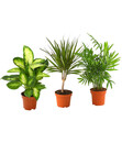 Bild 1 von Zimmerpflanzen-Trio, Bergpalme-Drachenbaum-Dieffenbachie