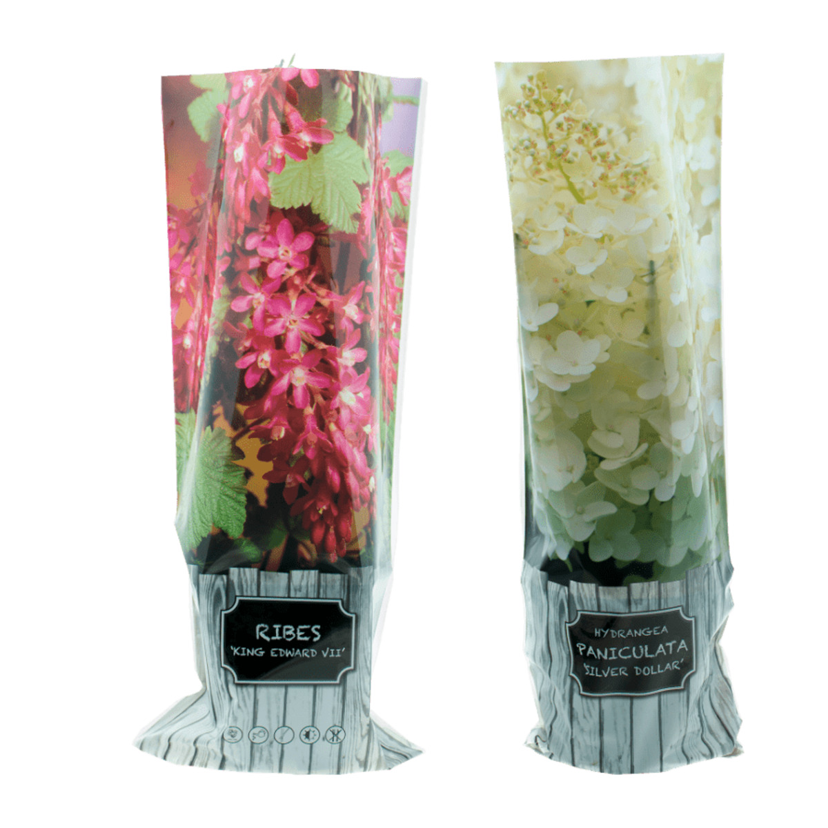 Bild 1 von GARDENLINE Rispenhortensie / Blütenstrauch