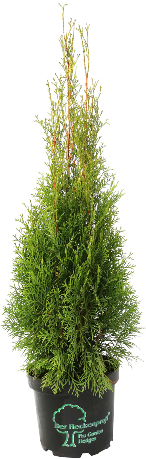 Bild 1 von Heckenthuja Smaragd H ca 80-100 cm 23 cm Topf