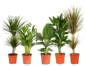 Grünpflanzenmix H ca 60 cm 17 cm Topf