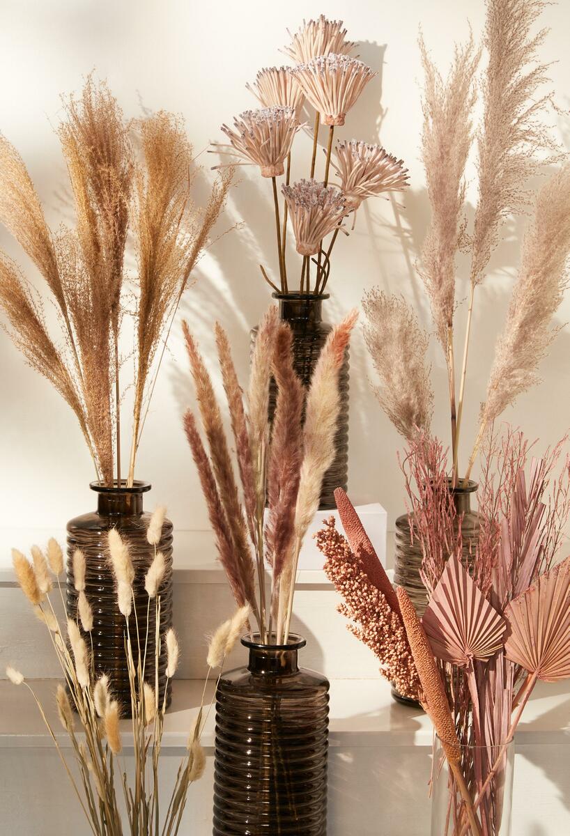 Bild 1 von Pampasgras