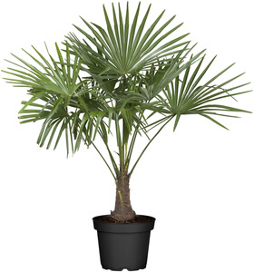 Hanfpalme Trachycarpus H 125 - 150 cm 27 cm Topf