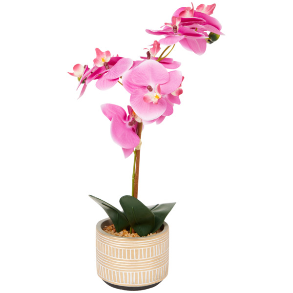 Bild 1 von Orchidee im Topf