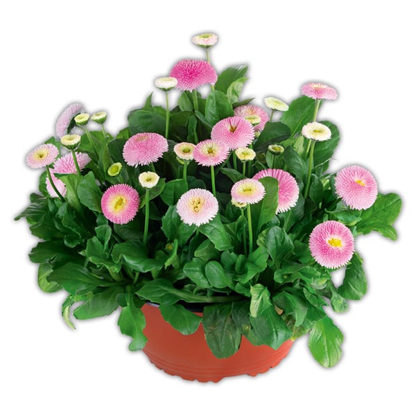 Bellis &amp;quot;Erdbeersahne&amp;quot; XL von Norma ansehen!