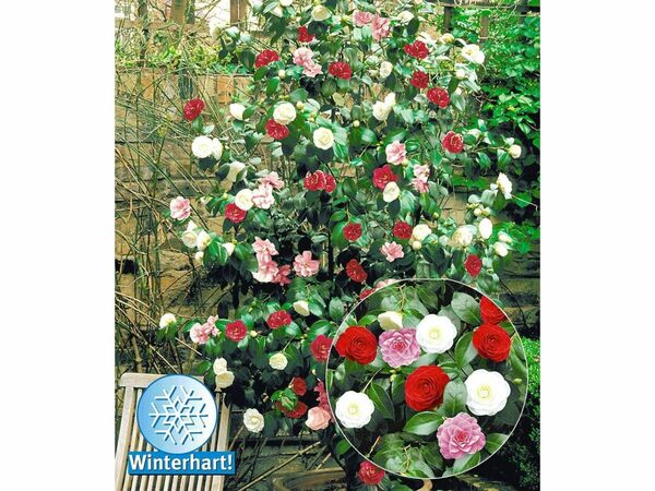 Bild 1 von Winterharte Garten-Kamelie 'Tricolor', 1 Pflanze Camellia japonica