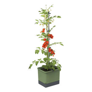 Gusta Garden Tomatentopf mit Rankhilfe TOM TOMATO dunkelgrün Kunststoff B/H/L: ca. 28x136x35 cm