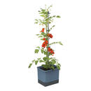 Bild 1 von Gusta Garden Tomatentopf mit Rankhilfe TOM TOMATO blau Kunststoff B/H/L: ca. 28x136x35 cm