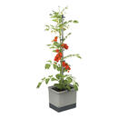 Bild 1 von Gusta Garden Tomatentopf mit Rankhilfe TOM TOMATO hellgrau Kunststoff B/H/L: ca. 28x136x35 cm