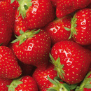 Bild 2 von River Valley Premium Premium Erdbeeren