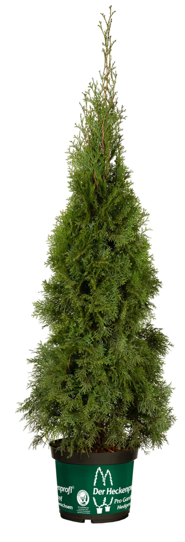 Bild 1 von Heckenthuja Smaragd H 100-120 cm 26 cm Topf